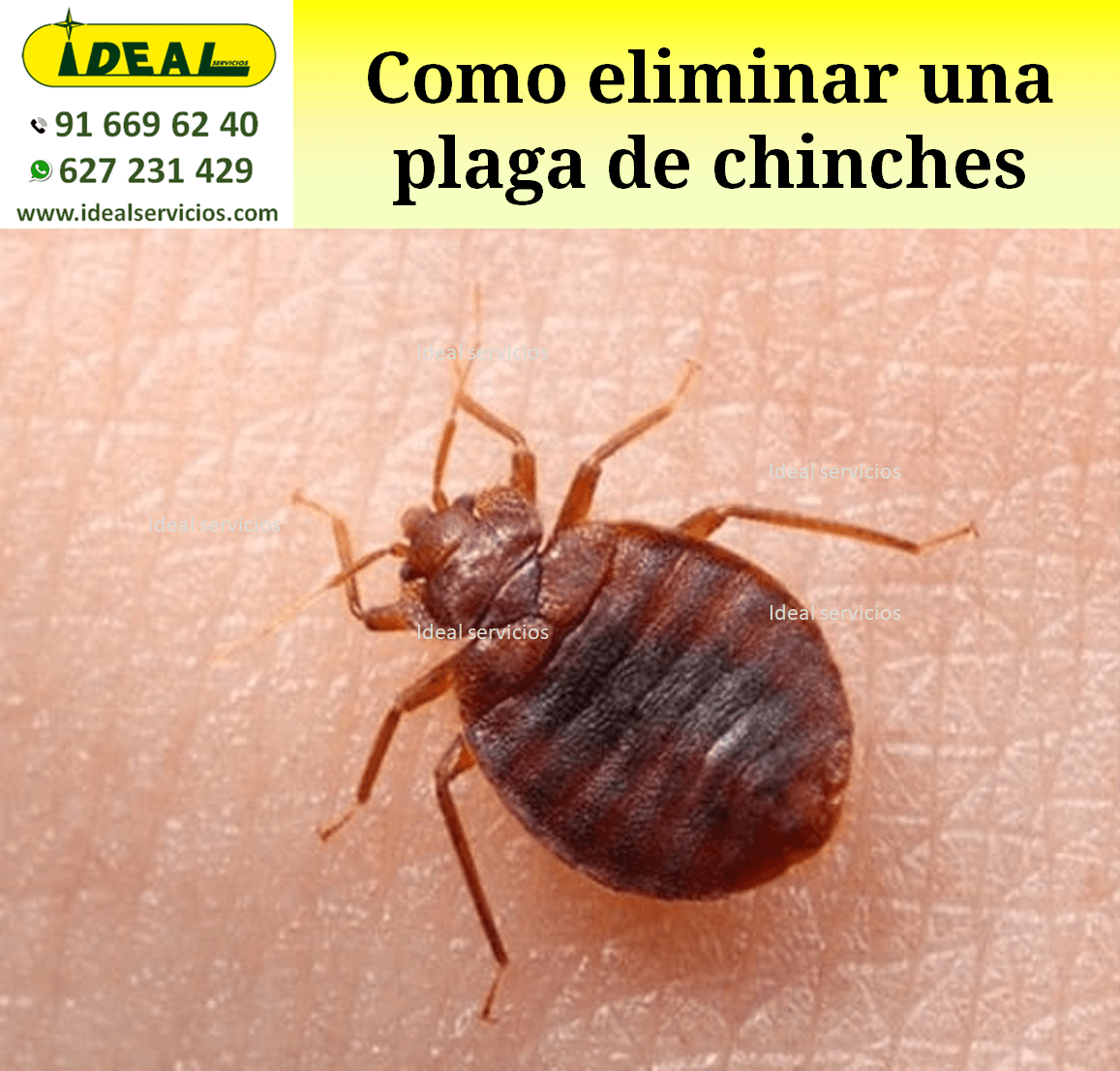 Como eliminar una plaga de chinches