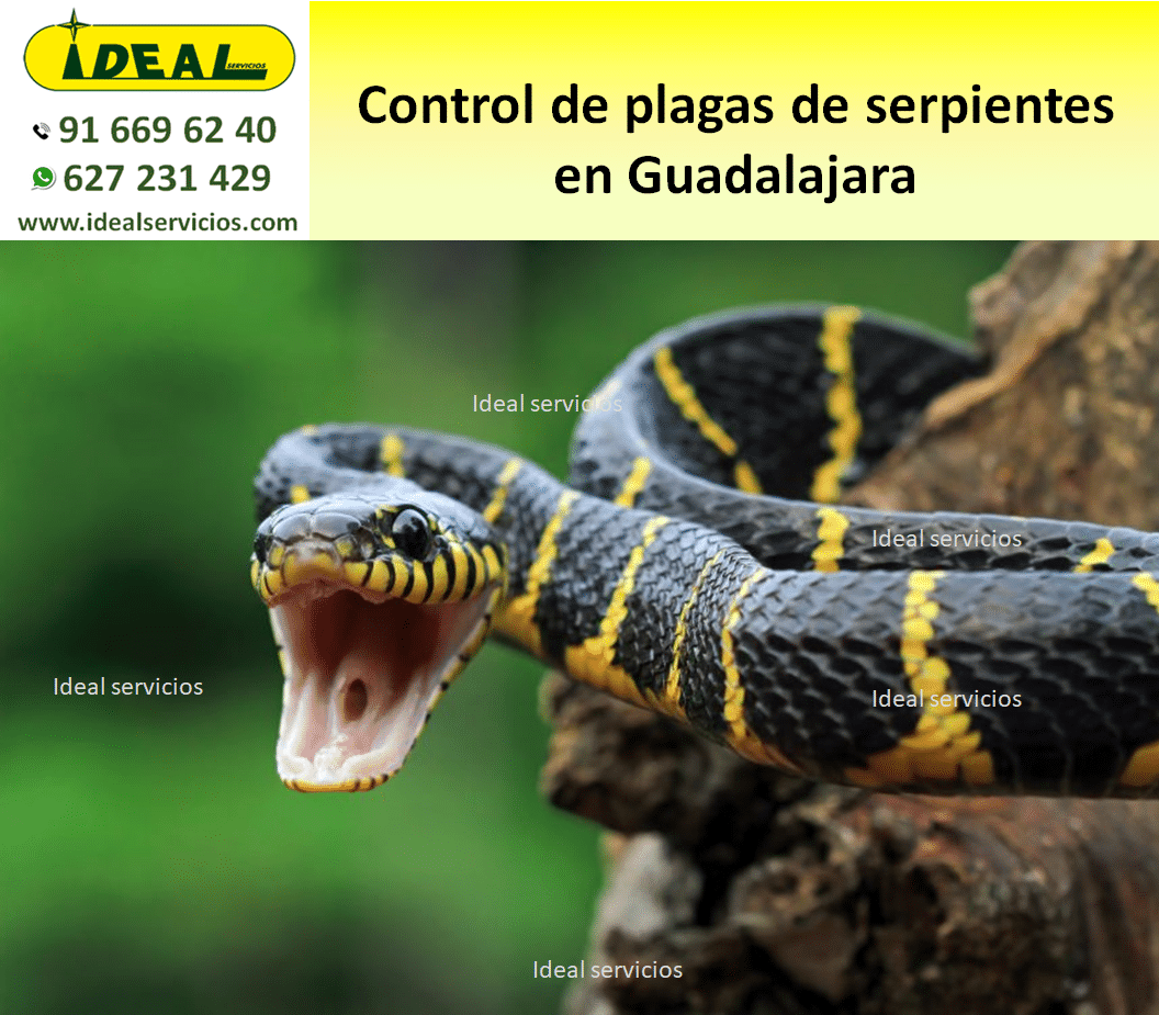 Control de plagas de serpientes en Guadalajara