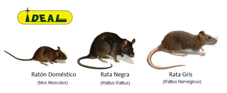 Control de plagas de Ratas