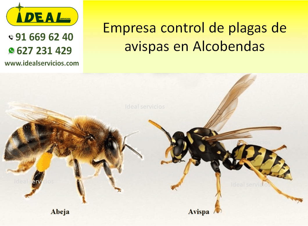 Empresa control de plagas de avispas en Alcobendas