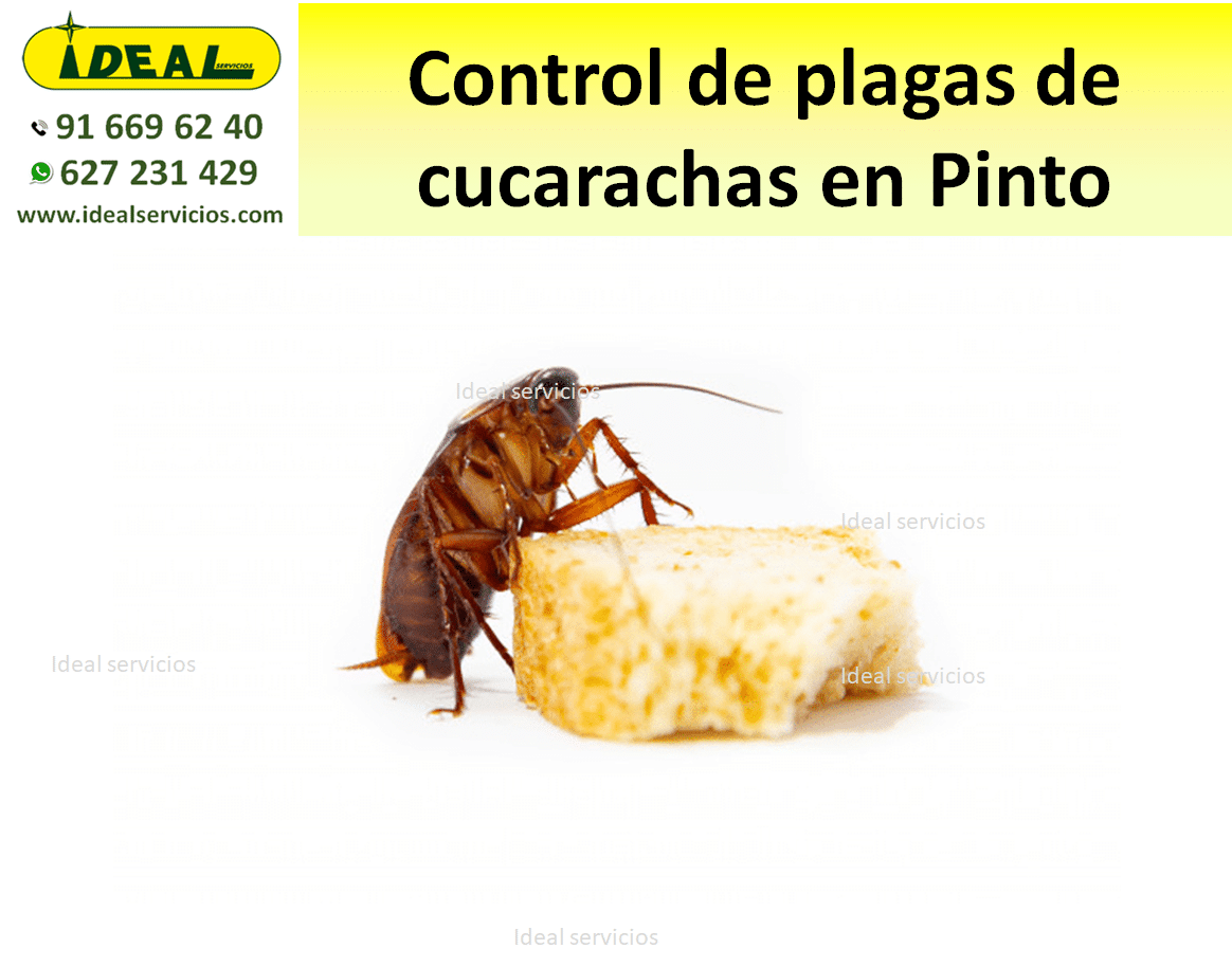 Empresas control de plagas de cucarachas en Pinto