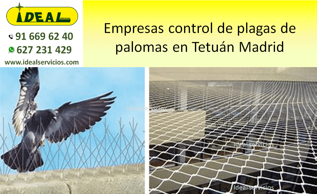 Empresas control de plagas de palomas en Tetuán Madrid