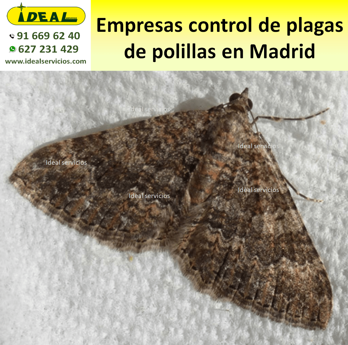 Empresas control de plagas de polillas en Madrid