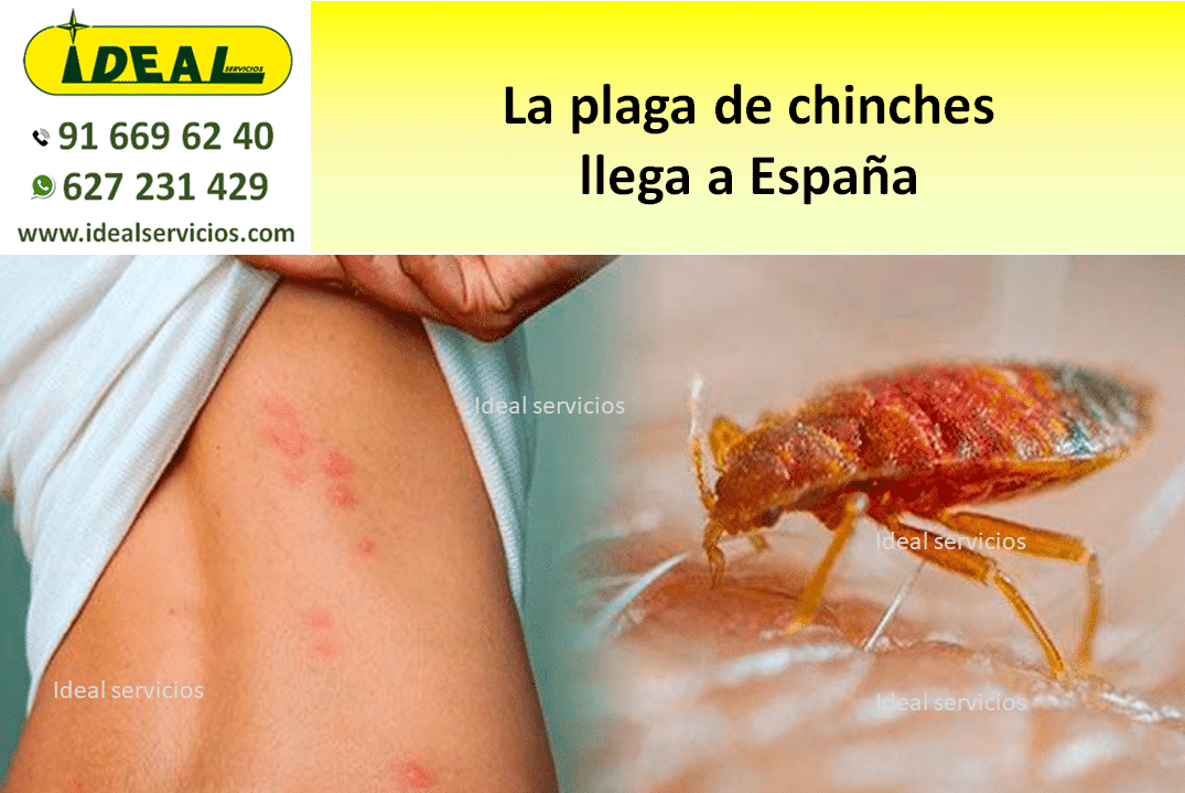 La plaga de chinches llega a España