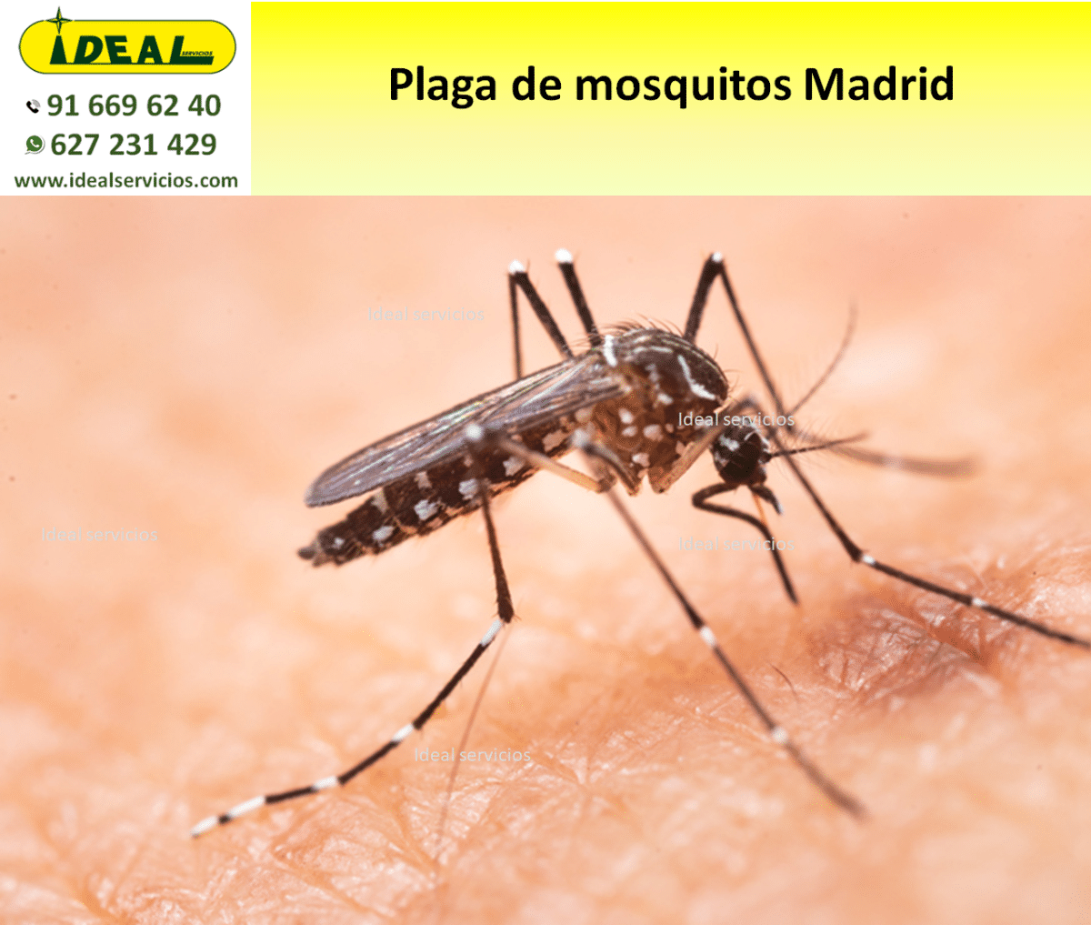 Plaga de mosquitos Madrid