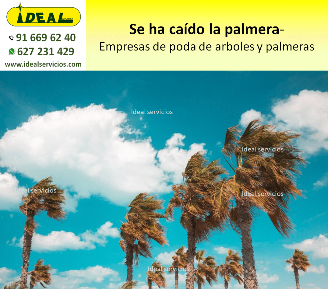 Empresas de poda de arboles y palmeras