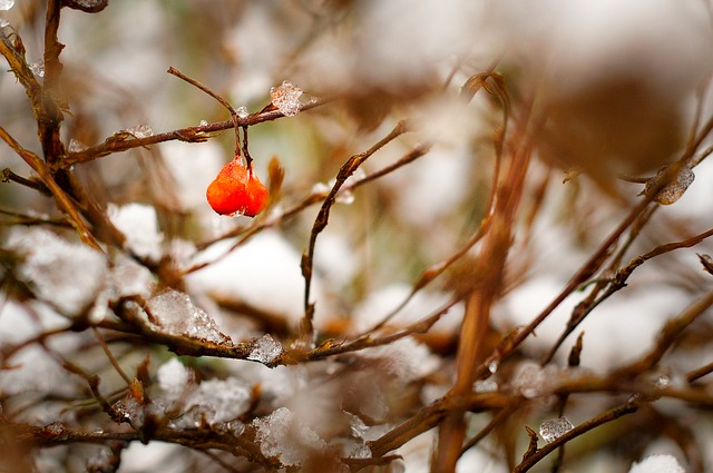 Consejos para cuidar tu jardín en otoño