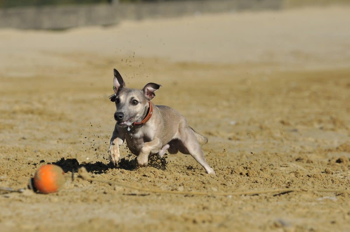 Consejos para eliminar la suciedad de las mascotas en el hogar